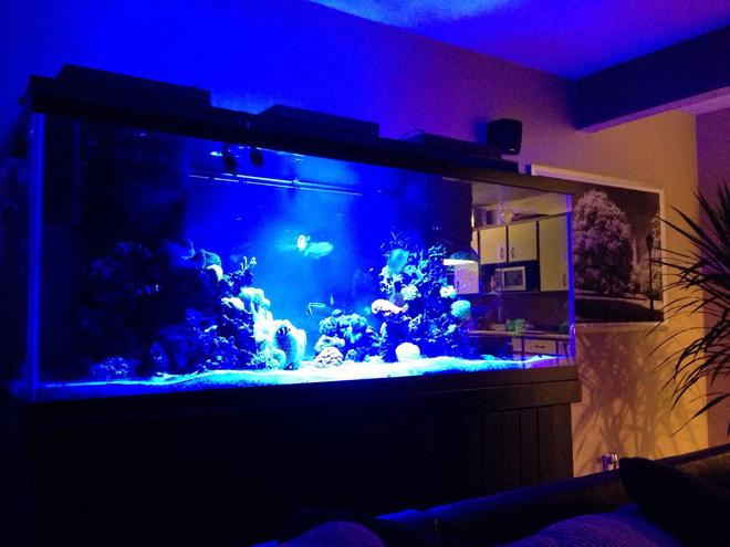 210 gallons reef tank (mostly live coral and fish) - tank at night
