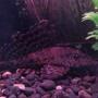 freshwater fish - glyptoperichthys gibbiceps - sailfin pleco (l-83) stocking in 50 gallons tank - Sailfin pleco