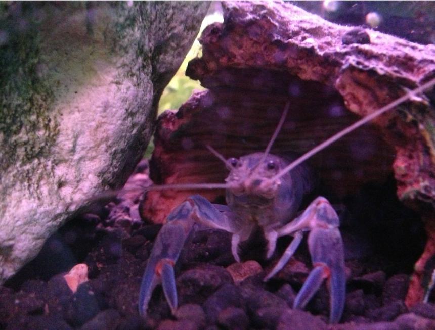 Rated #2: Corals Inverts Stocking In 50 Gallons Tank - My yabbie!