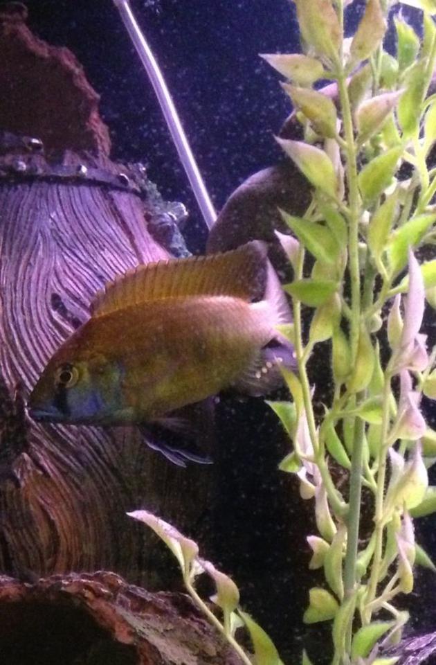 50 gallons freshwater fish tank (mostly fish and non-living decorations) - Lake Victorian happ cichlid