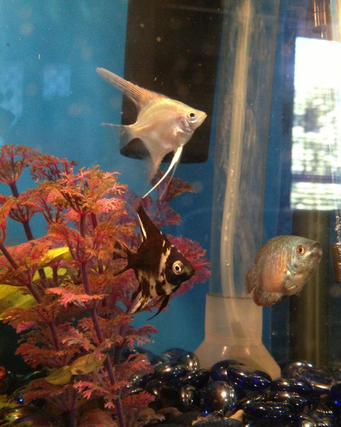 freshwater fish - pterophyllum sp. - marble veil angel stocking in 50 gallons tank - 2 angel fish babies
1 neon coral blue dwarf gourami