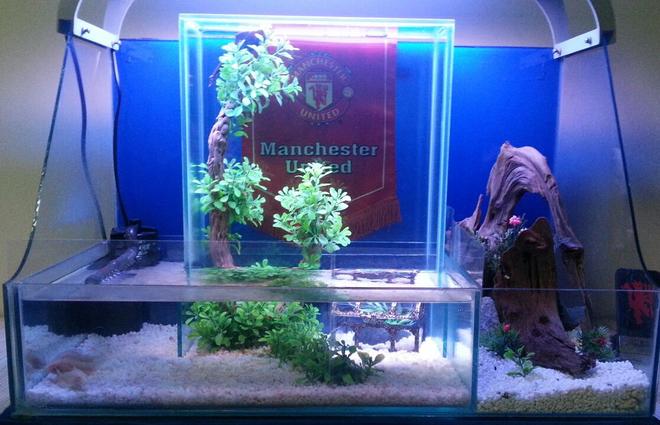 60 gallons freshwater fish tank (mostly fish and non-living decorations) - my beta fish upside down fish tank.