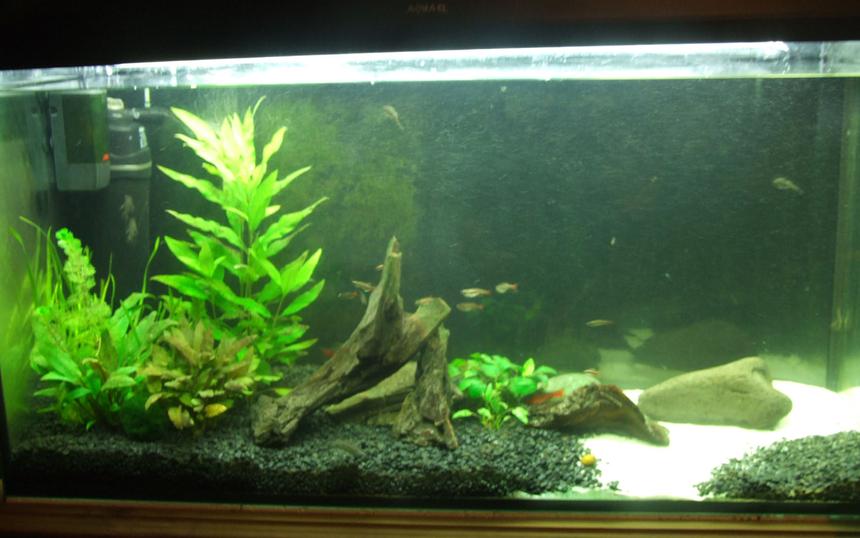 Rated #59: 50 Gallons Planted Tank - Temperate, 50 gallon.