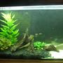 50 gallons planted tank (mostly live plants and fish) - Temperate, 50 gallon.