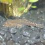 freshwater fish - pseudogastromyzon cheni - chinese hillstream loach stocking in 50 gallons tank - Hillstream Loach (Pseudogastromyzon)
