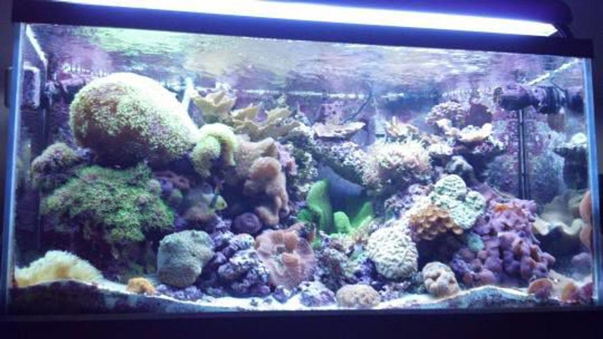 120 gallons reef tank (mostly live coral and fish) - 120 Gallon Reef Tank