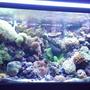 120 gallons reef tank (mostly live coral and fish) - 120 Gallon Reef Tank