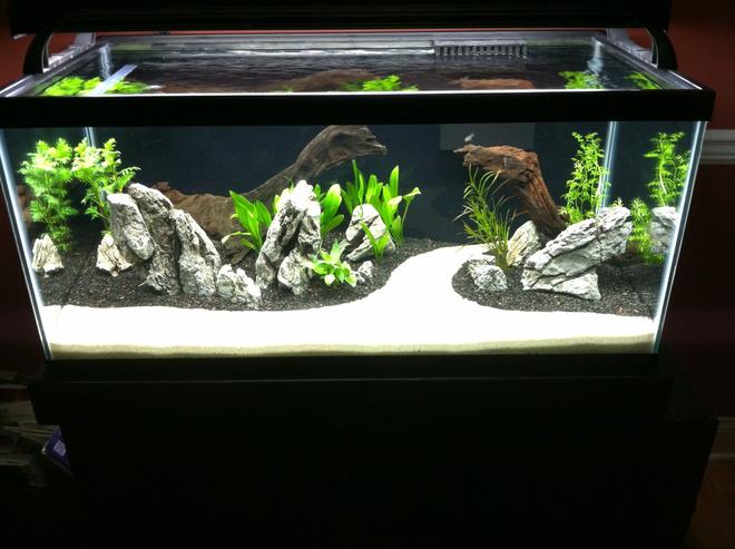 40 gallons planted tank (mostly live plants and fish) - Just set up 3 weeks ago