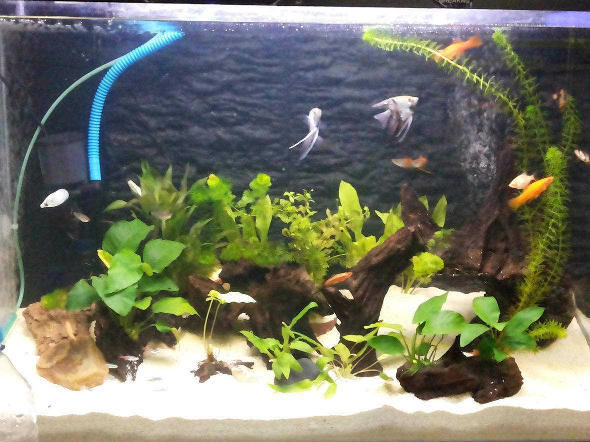 30 gallons planted tank (mostly live plants and fish) - Newly set up (20/9/2013)