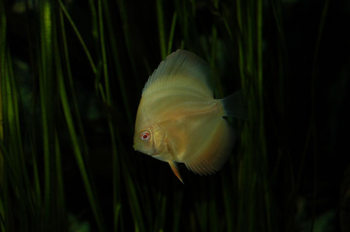 freshwater fish - symphysodon sp. - white discus stocking in 130 gallons tank