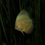 freshwater fish - symphysodon sp. - white discus stocking in 130 gallons tank