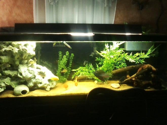 135 gallons freshwater fish tank (mostly fish and non-living decorations) - 135 GALLON S/C AMERICAN CICHLIDS