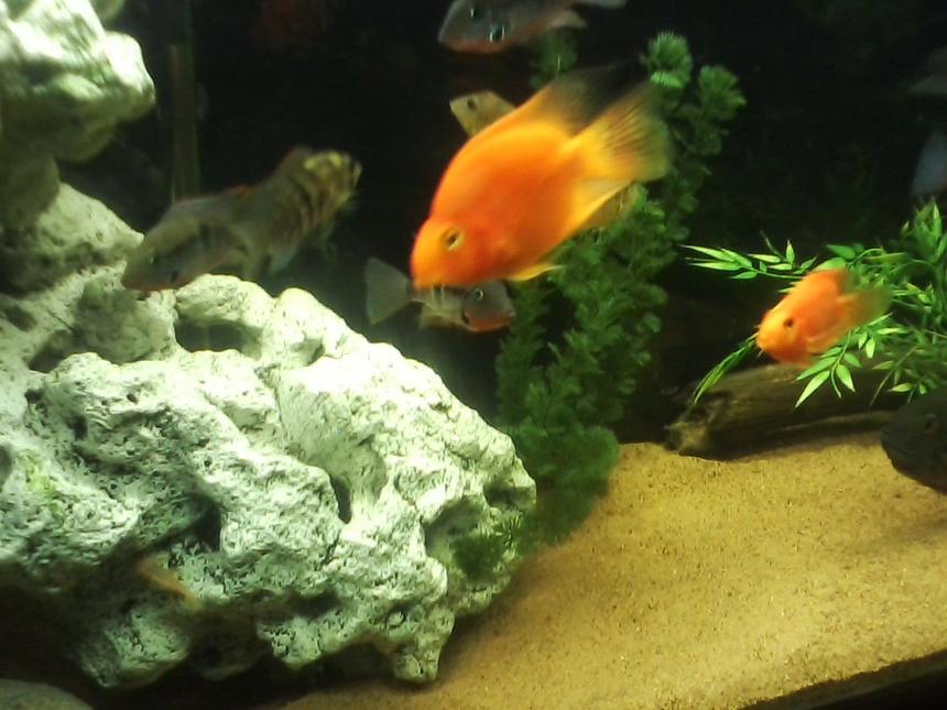 Rated #1649: Freshwater Fish - Heros Severus X Amphilophus Citrinellum - Blood Parrot Stocking In 135 Gallons Tank - BLOOD PARROTS BLUE ARCARA FIREMOUTH