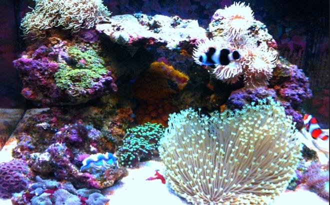 corals inverts - asterospicularia sp. - asterospicularia coral stocking in 29 gallons tank - 29 gallon biocube full tank shot
