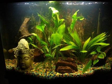 36 gallons planted tank (mostly live plants and fish) - My first run at a fish tank