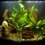 36 gallons planted tank (mostly live plants and fish) - My first run at a fish tank