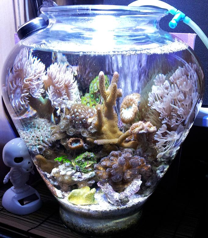 2 gallons reef tank (mostly live coral and fish) - My 1.5 gal. Vase Reef Bowl.