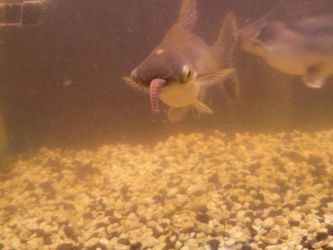 freshwater fish - carassius auratus - black moor goldfish stocking in 55 gallons tank