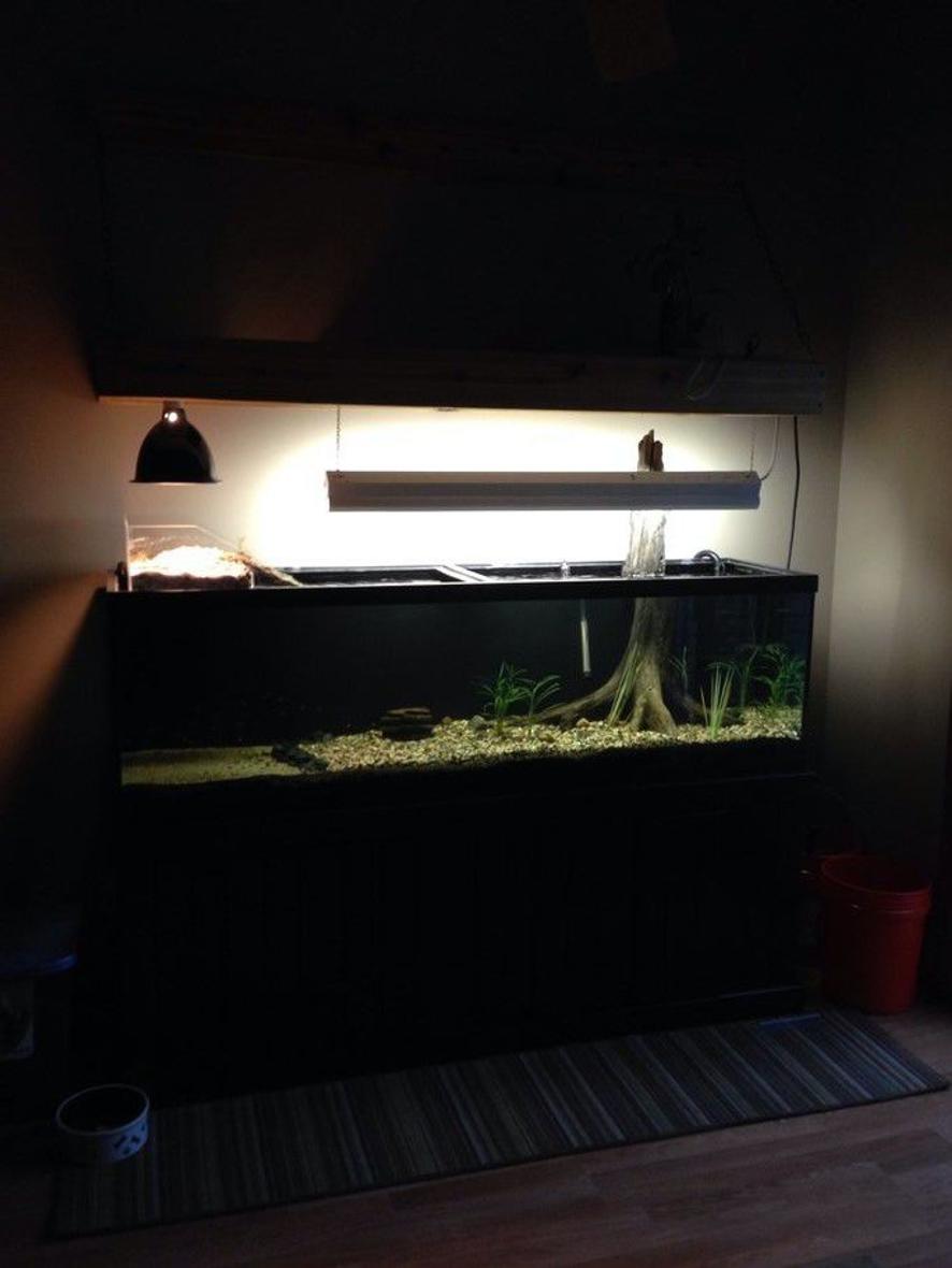 Rated #108: 125 Gallons Freshwater Fish Tank - 125 gallon freshwater with custom above tank turtle basking area