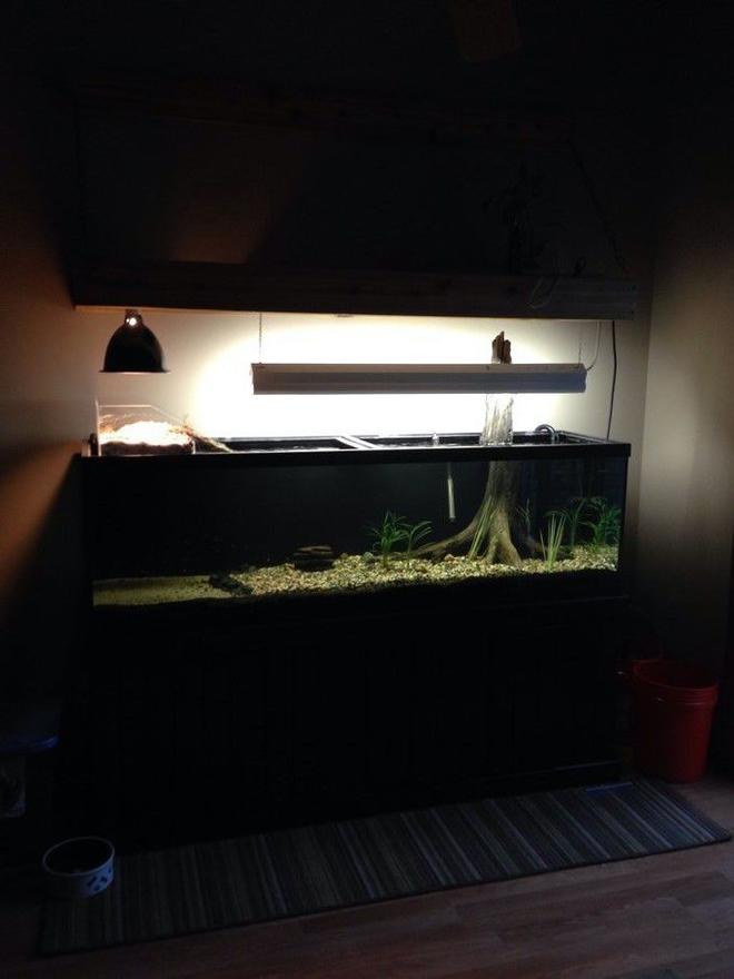 125 gallons freshwater fish tank (mostly fish and non-living decorations) - 125 gallon freshwater with custom above tank turtle basking area
