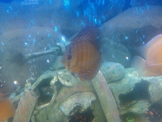 freshwater fish - symphysodon sp. - ocean green discus stocking in 65 gallons tank