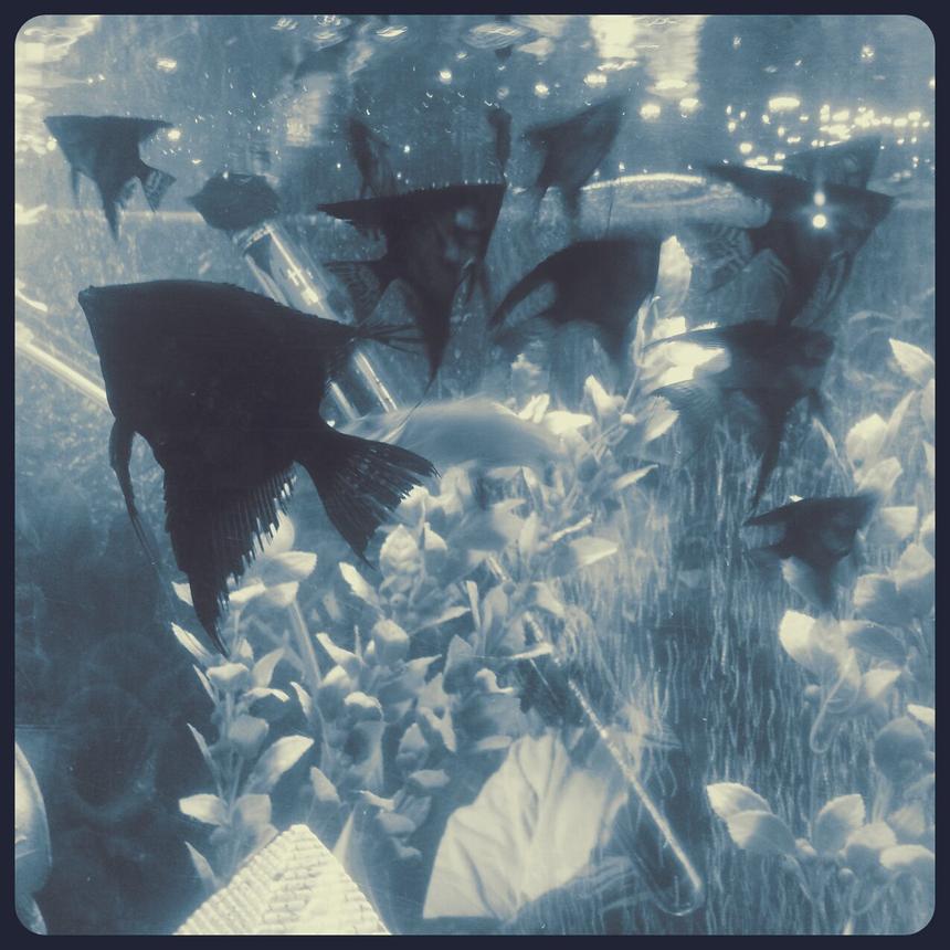 Rated #43: Freshwater Fish - Pterophyllum Sp. - Black Angel Stocking In 50 Gallons Tank - Feeding time..