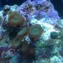 corals inverts - palythoa sp. - button polyp, houdini's stocking in 90 gallons tank - Button coral