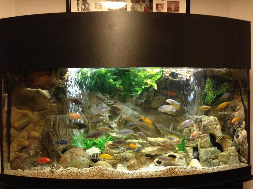 Rated #3: 72 Gallons Freshwater Fish Tank - 72 Gallon Bow Front Mixed Malawi Peacock Cichlid Aquarium