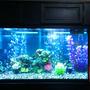 fish tank picture - My 90 gallon tank.