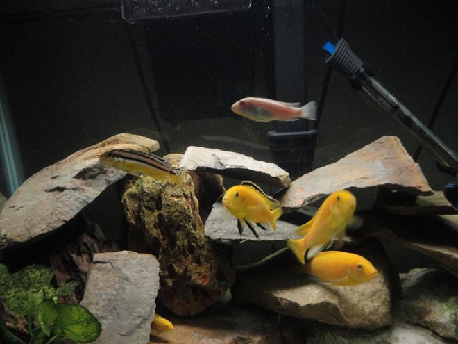 freshwater fish - labidochromis caeruleus - electric yellow cichlid stocking in 55 gallons tank - Some of my african lake Malawi cichlids