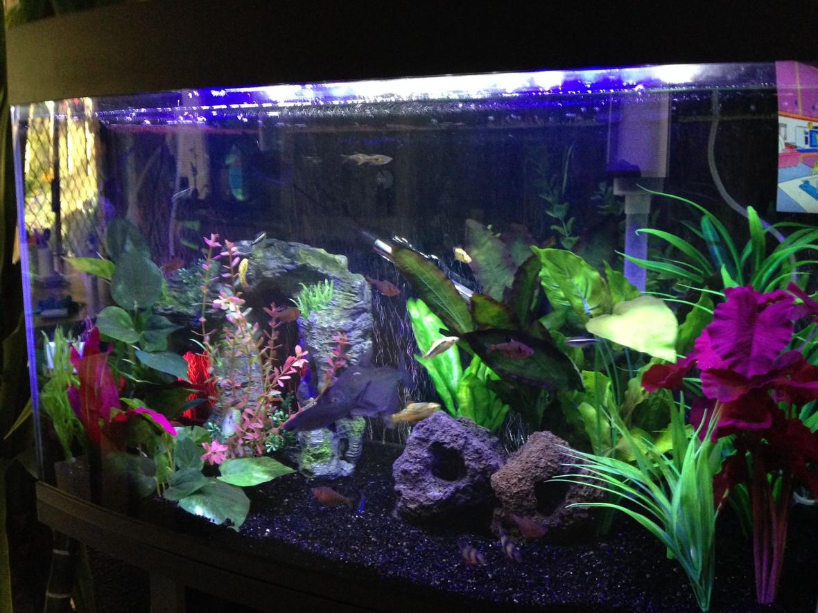 45 gallons freshwater fish tank (mostly fish and non-living decorations) - My tank.