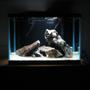 29 gallons freshwater fish tank (mostly fish and non-living decorations) - Sand and rocks, sand and rocks!!