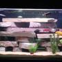 75 gallons freshwater fish tank (mostly fish and non-living decorations) - 75 gal mbuna tank