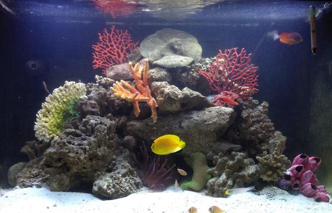 65 gallons reef tank (mostly live coral and fish) - Marine Life: Three-Spot Angelfish, Rusty Angelfish, Pink Skunk Clownfish, Whip-Fin Fairy Wrasse, Sleeper Gold Head Goby

Live Rock, Long Tentacle Anemone, Green Carpet Anemone

65 gallon RedSea Saltwater Tank