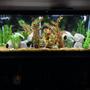 55 gallons freshwater fish tank (mostly fish and non-living decorations) - 55 gallon African Cichlid aquarium