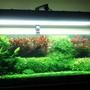 91 gallons planted tank (mostly live plants and fish) - This is how it turned out to be..
