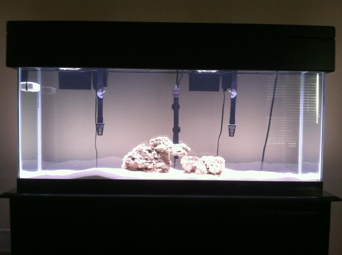 55 gallons freshwater fish tank (mostly fish and non-living decorations) - 55gal African cichlid tank still cycling