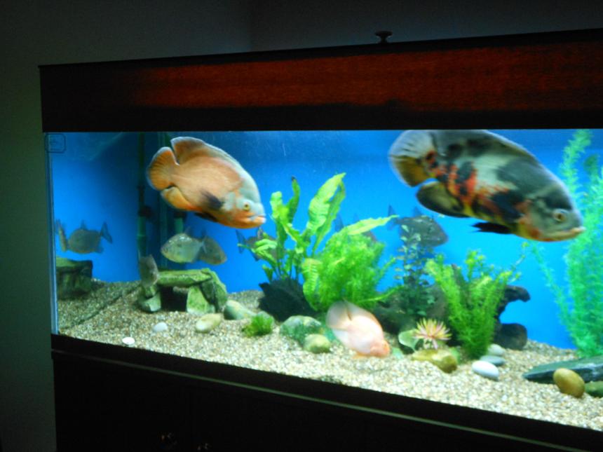 Rated #94: 118 Gallons Freshwater Fish Tank