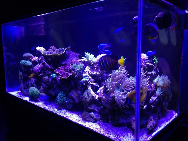 90 gallons reef tank (mostly live coral and fish) - 90 gal reef tank