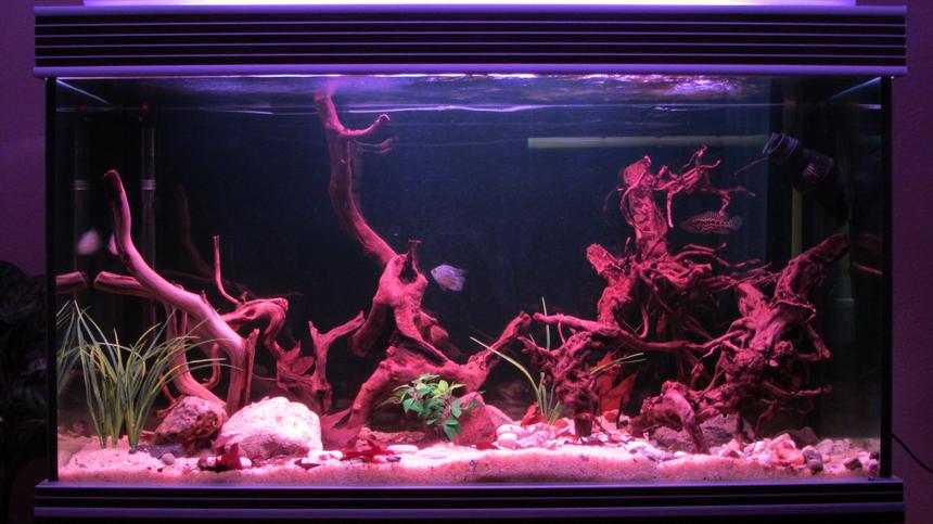Rated #30: 100 Gallons Freshwater Fish Tank - Central American Tank