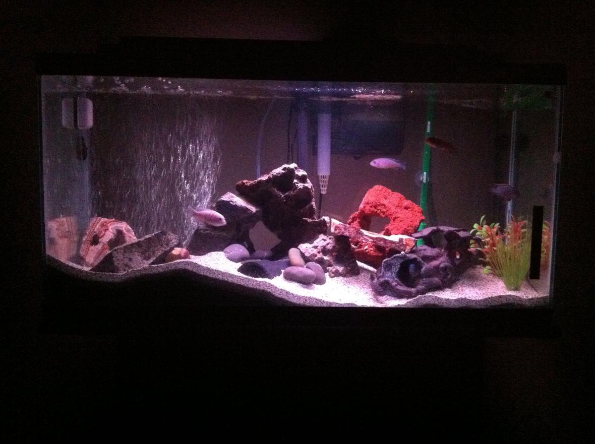 40 gallons freshwater fish tank (mostly fish and non-living decorations) - My first cichlid tank