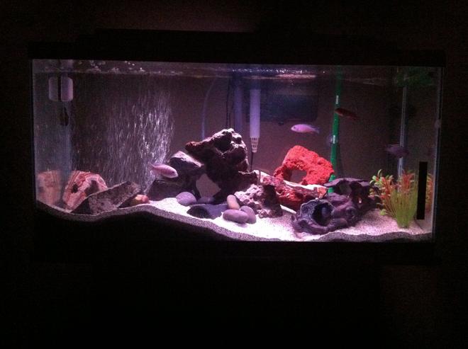 40 gallons freshwater fish tank (mostly fish and non-living decorations) - My first cichlid tank