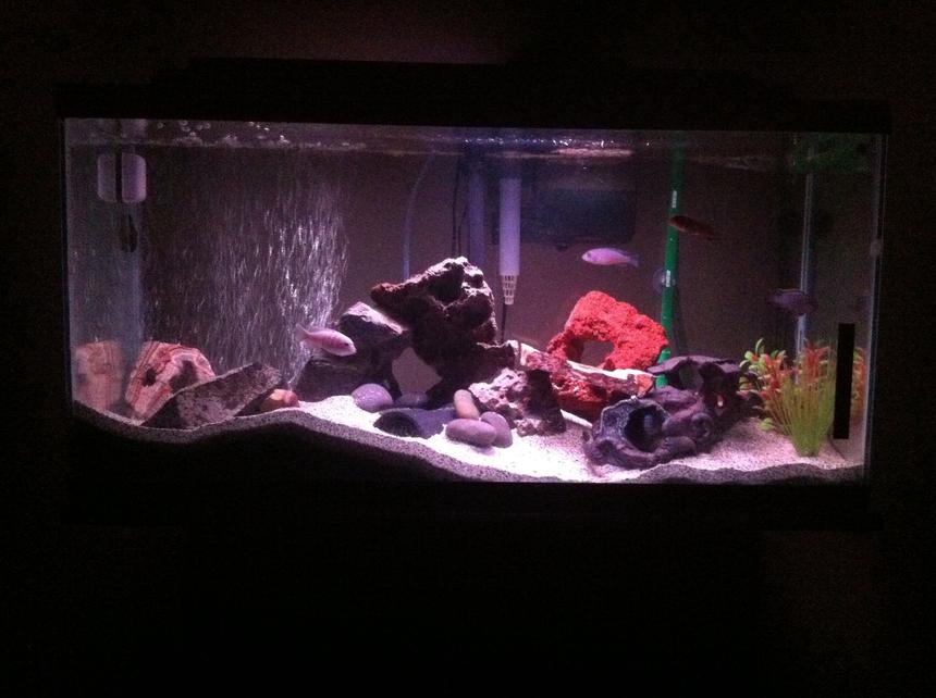 Rated #57: 40 Gallons Freshwater Fish Tank - My first cichlid tank