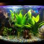 36 gallons freshwater fish tank (mostly fish and non-living decorations) - 36 bowfront Freshwater community Tank