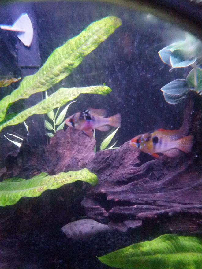 freshwater fish - papiliochromis ramirezi - german blue ram stocking in 20 gallons tank - German blue ram couple