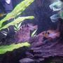 freshwater fish - papiliochromis ramirezi - german blue ram stocking in 20 gallons tank - German blue ram couple
