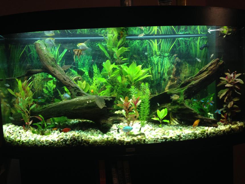 Rated #54: 69 Gallons Freshwater Fish Tank - Community tank
