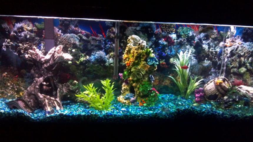 Rated #109: 75 Gallons Freshwater Fish Tank - 75 gallon fresh water tank with cherry barbs, guppies, pleco, and my green spotted puffer that I've had for 6 years.