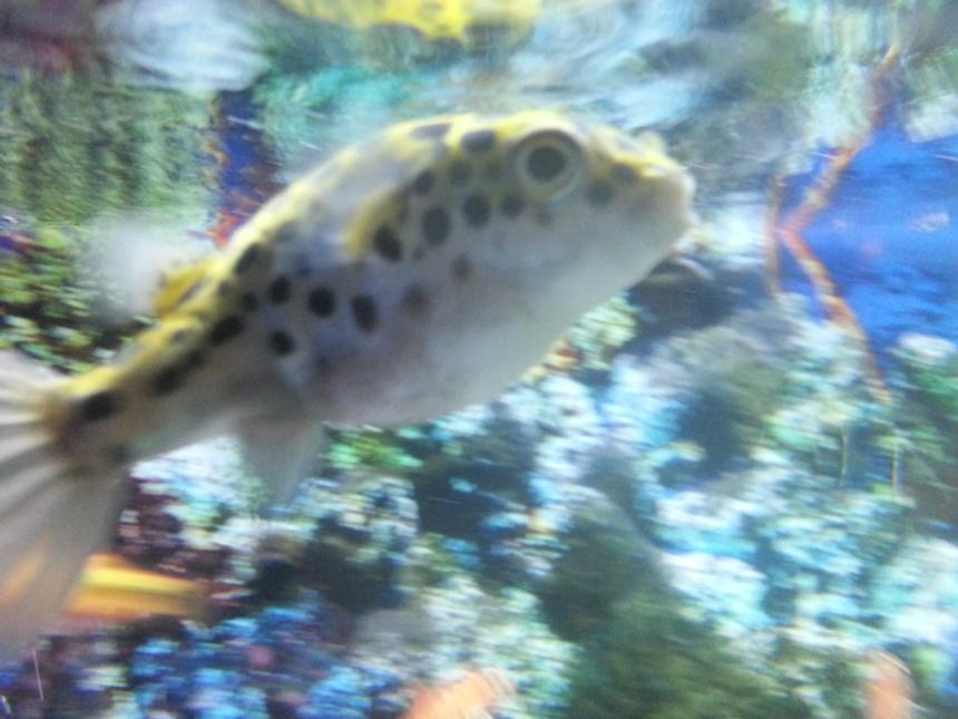 Rated #40: Freshwater Fish - Tetraodon Nigroviridis - Green Spotted Puffer Stocking In 75 Gallons Tank - My green spotted puffer...He or she lol is 6 years old and she has a great personality!