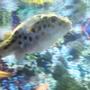 freshwater fish - tetraodon nigroviridis - green spotted puffer stocking in 75 gallons tank - My green spotted puffer...He or she lol is 6 years old and she has a great personality!